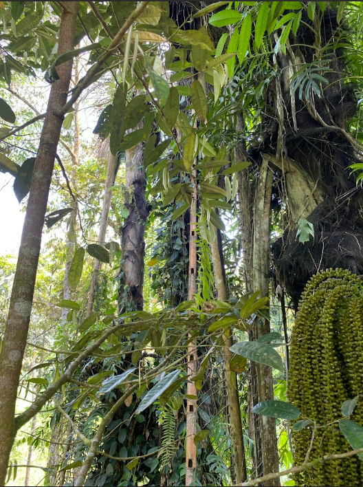 Pohon Seho